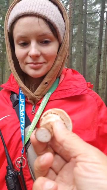 грибы лезут. ОПЯТА ПОДЫМАЮТ МОХ. Грибники счастливы. ОСЕНЬЮ ЗА ГРИБАМ смотреть онлайн