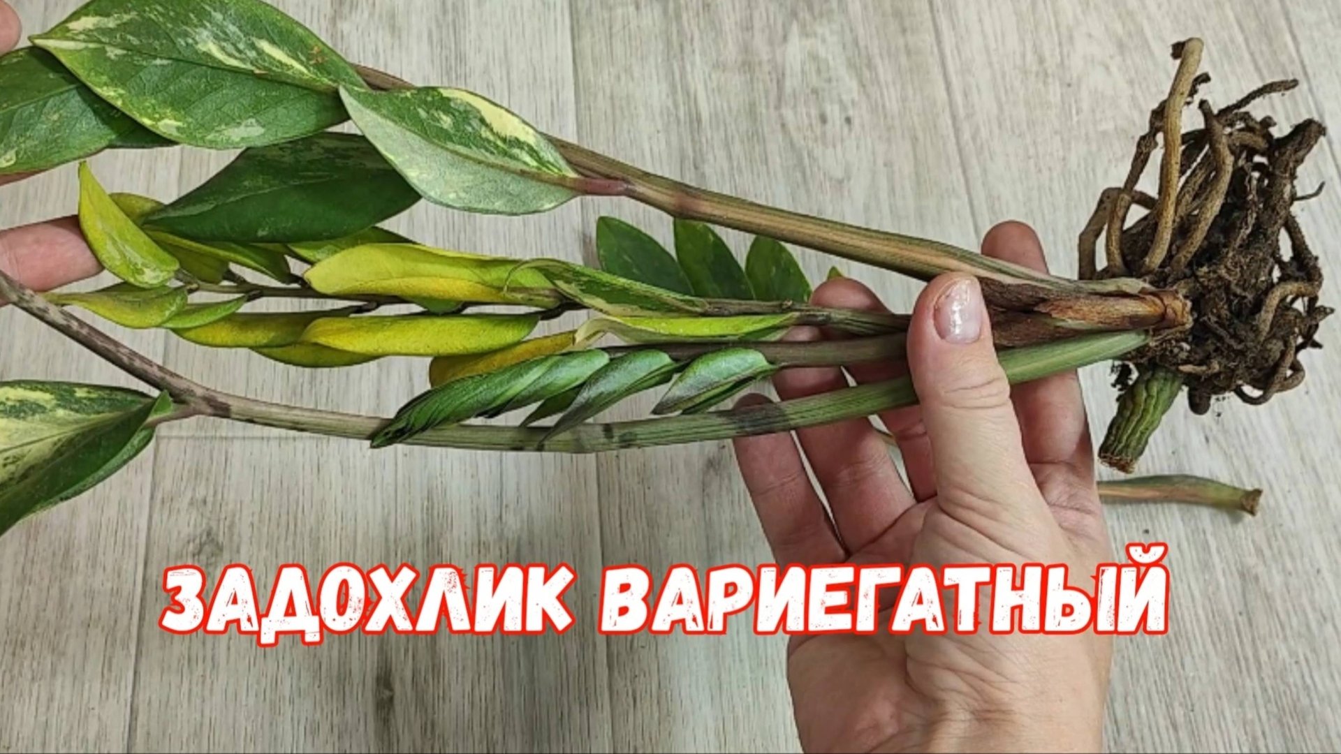 Реанимация Замиокулькаса вариегатного, даже слабый цветок оживет и нарастит мощные клубни и листья смотреть онлайн