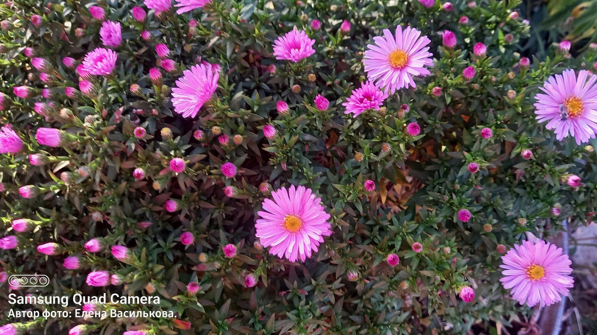 Носочный блюз осени//Сезон 2//Мои Сентябринки😊//Завершила коллекцию Осенние цветы смотреть онлайн