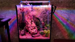 Креветочник 30 литров для креветок Neocaridina davidi Blue Dream