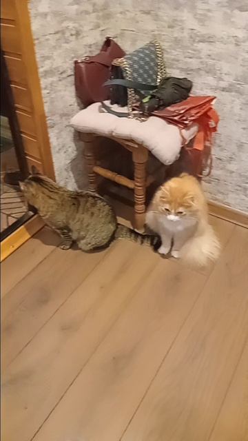 Жизнь котов (КТО ТАМ?) Shorts
