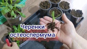 Остеоспермум. Пересаживаю укоренённые черенки.