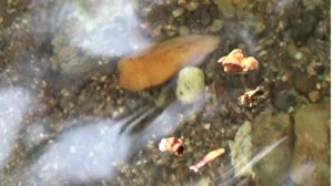 Россыпь Золота в ручье!