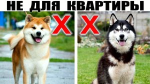 5 Крупных пород собак которые не подходят для содержания в КВАРТИРЕ