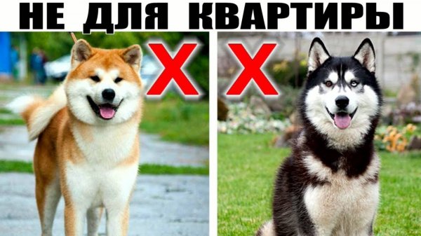 5 Крупных пород собак которые не подходят для содержания в КВАРТИРЕ