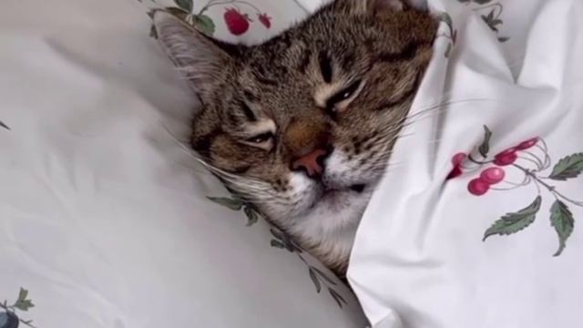 Баю-баюшки-баю! смотреть онлайн