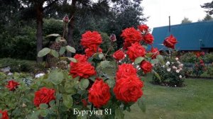 Вторая половина июля. РОЗЫ   2025