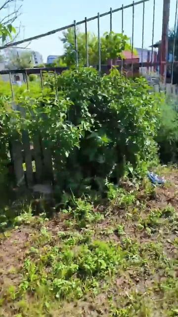 Купили дачу, теперь расхлебываем, первое лето