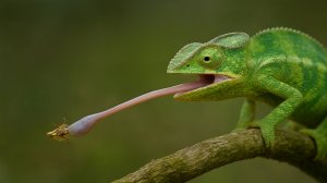 Смертельная скорость: топ существ с самой быстрой атакой!