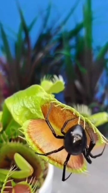 Венерина мухоловка смотреть онлайн