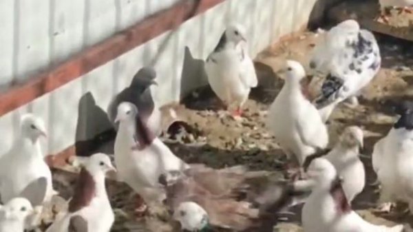 Красивая Азербайджанская песня, Ag goyercinim