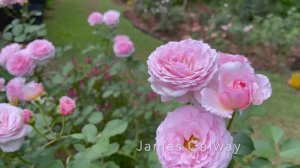 САДЫ США ЧУДЕСНЫЙ ЧАСТНЫЙ РОЗОВЫЙ САД ВО ФЛОРИДЕ 2 млн просмотров у видео