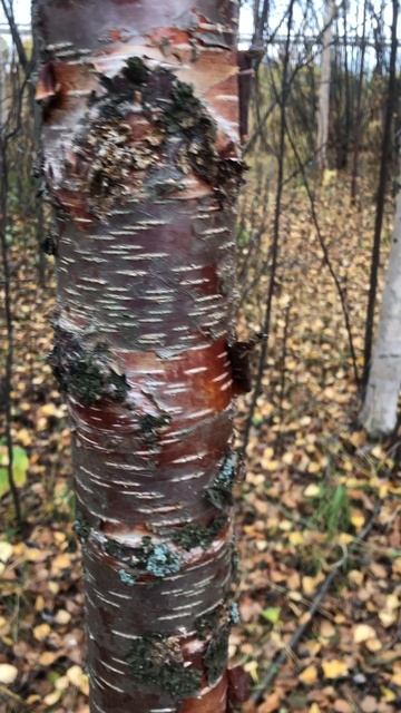 Две берёзки белая и красная смотреть онлайн