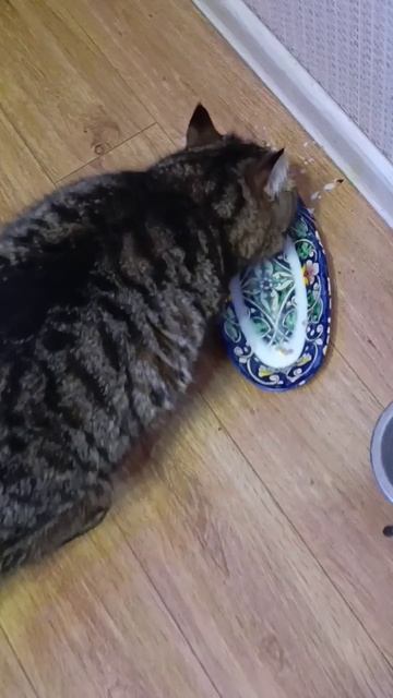 Барс любит молоко и ничего с этим не сделать смотреть онлайн