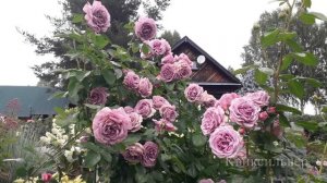 Розы после дождя  9.08.25