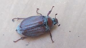 Огромный майский жук получил травму.