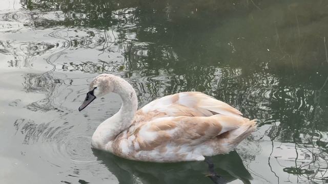 09-11-2025 Адлер