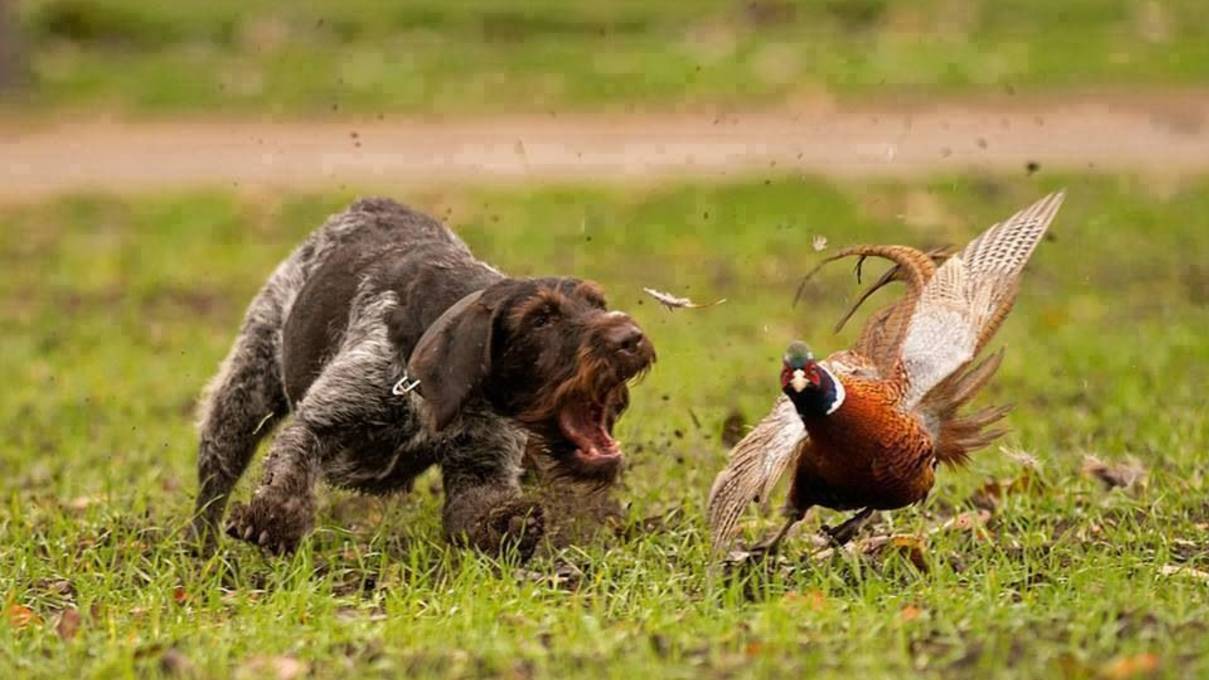 Охота на Фазана с собаками смотреть онлайн