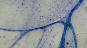 Нервная ткань под Микроскопом