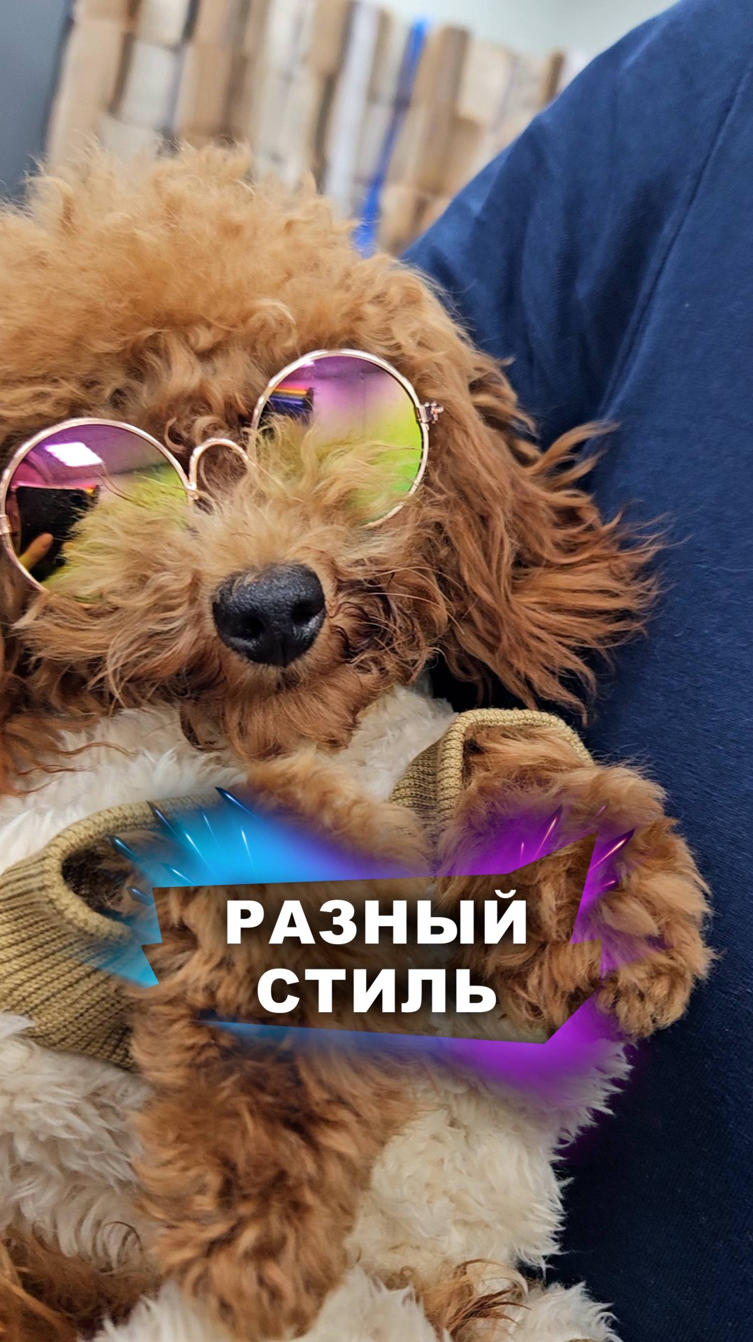 Кто более стильный? #животные смотреть онлайн