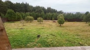 Часть 35. Подписчики предупреждали, что кошка выцарапает Егору глаза