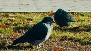 Ботанический район (фотоклип) 2025