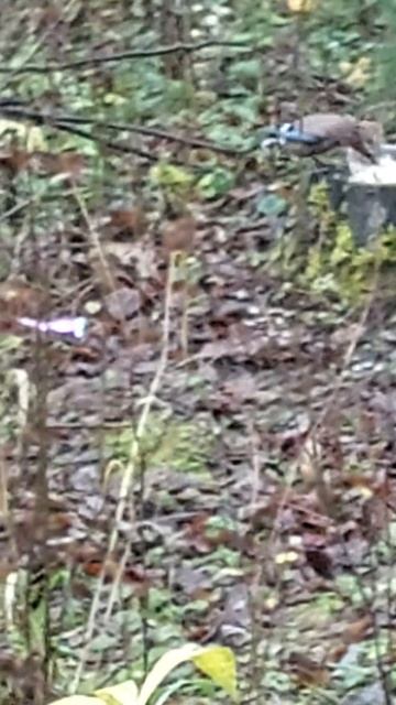 9 ноября 2025 г😃 кот в лесу наблюдает за птицей