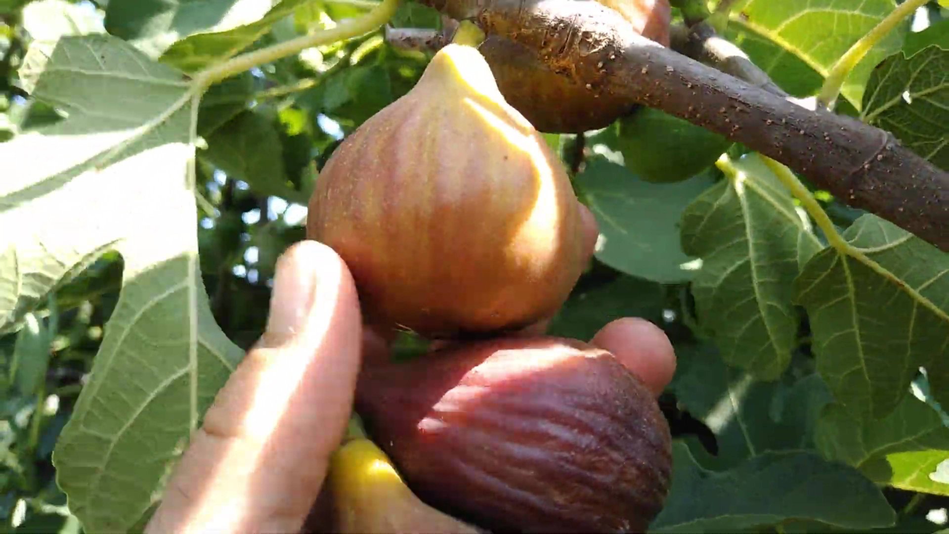 Инжир Браун Туркей Ростов-на-Дону 7 с половиной минут красоты Ростов-на-Дону | Small Gardens