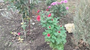 Ура, забетонировали фундамент. А на ужин картошечка.