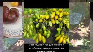 Лучшие гномы сезона 2025 .