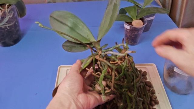 11-11-2025.Орхидеи..Лиодоро..подросшие детки..Албуфейра отделение детки от пенька. смотреть онлайн