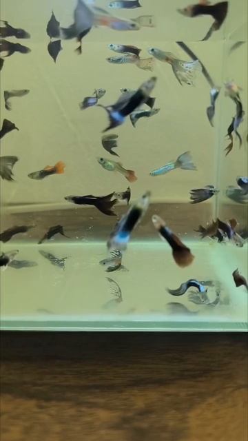 гуппики смотреть онлайн