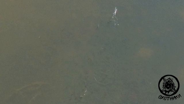 А у нас была воздушная охота на щуку😁 

Было дикое желание привязать к коптеру воблер 🙈