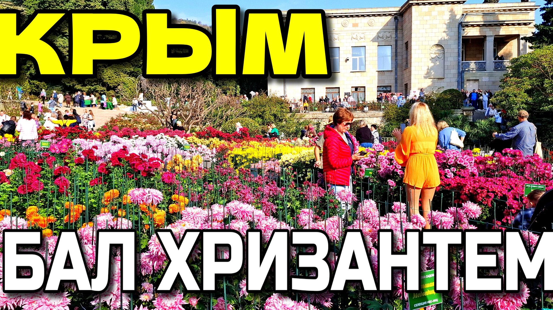 КРЫМ. "МОРЕ ЦВЕТОВ". НИКИТСКИЙ БОТАНИЧЕСКИЙ САД. БАЛ ХРИЗАНТЕМ. НОЯБРЬ. #крым #хризантема #ялта смотреть онлайн