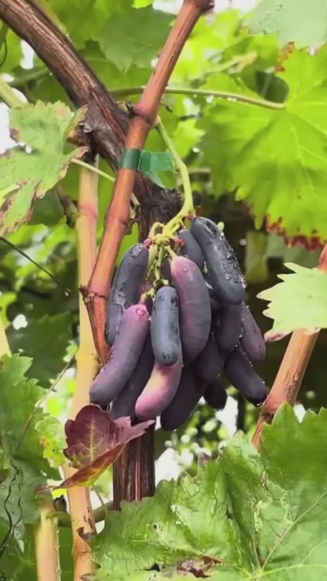 Саженцы винограда в ассортименте от Small Garden's