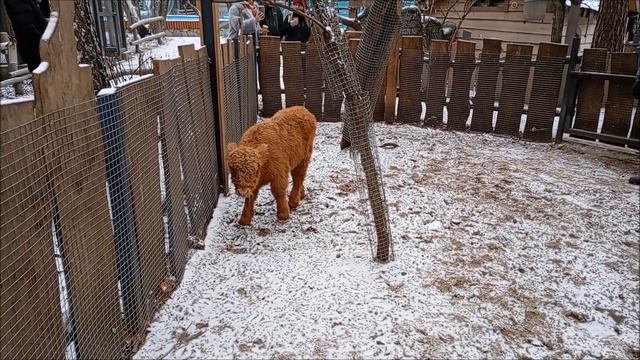 Леона после кормления погуляла по вольеру и пошла в домик 05.11.2025 смотреть онлайн