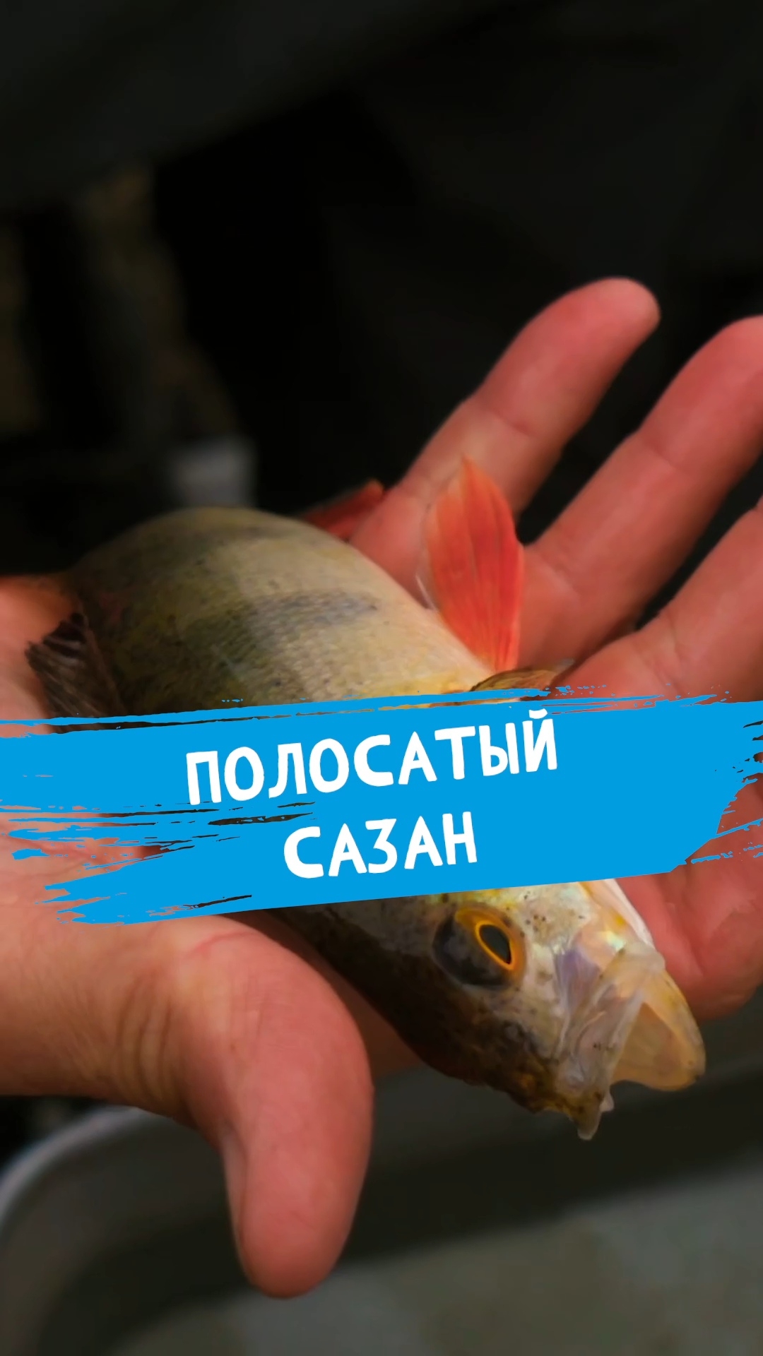 Перекличка любителей ловли сазана! #dunaevmedia #рыбалка смотреть онлайн