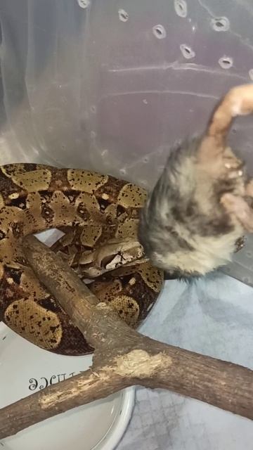 Кормление удава Мигеллы. 6 ноября 2025 г. смотреть онлайн