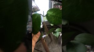 Черенки, срезы растений Хойя на самостоятельное укоренение. Много сортов обзор