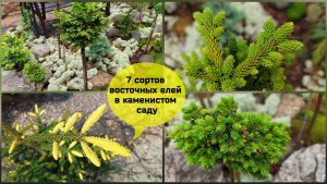 Семь сортов восточных елей в каменистом саду.