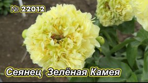 СЕЯНЕЦ "ЗЕЛЁНАЯ КАМЕЯ"/Сад Ворошиловой