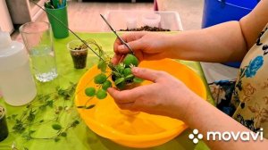 ЦВЕТОЧНЫЕ ДЕЛА.КОМНАТНЫЕ РАСТЕНИЯ(ЦВЕТЫ).