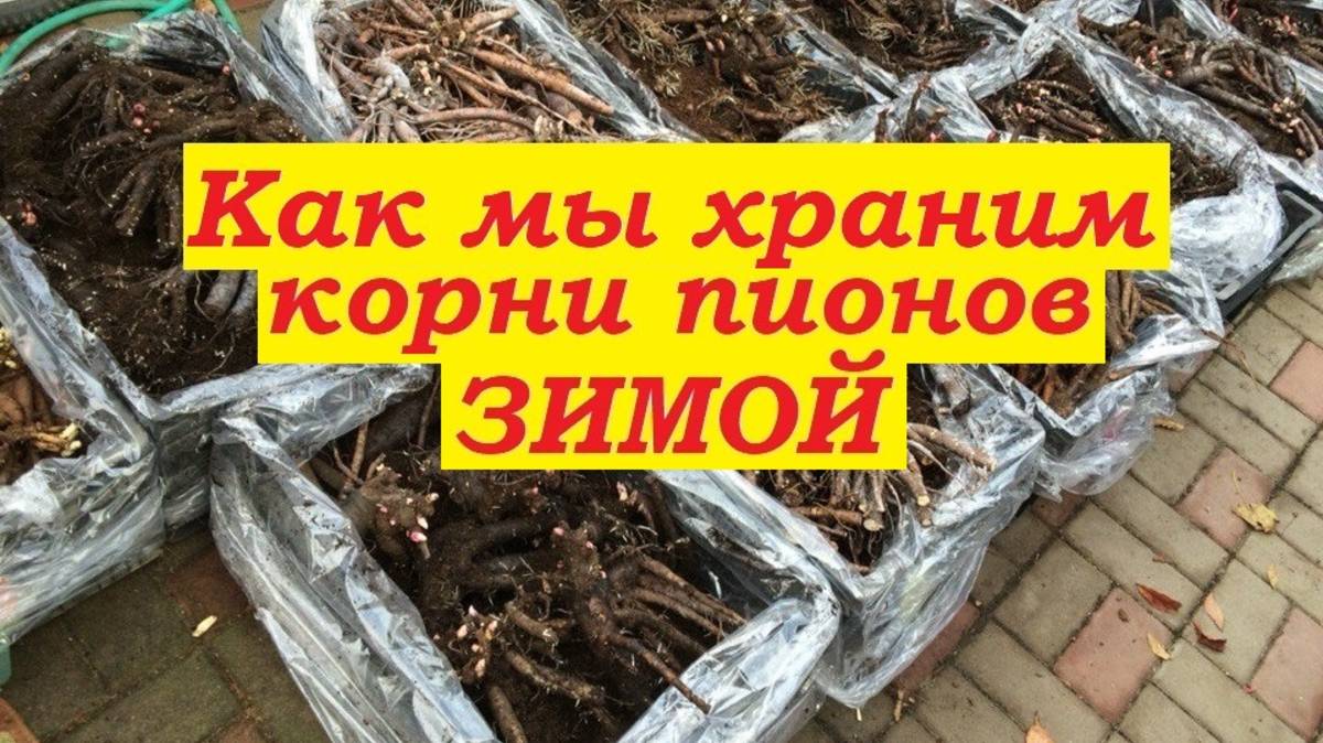 Как мы храним пионы зимой смотреть онлайн