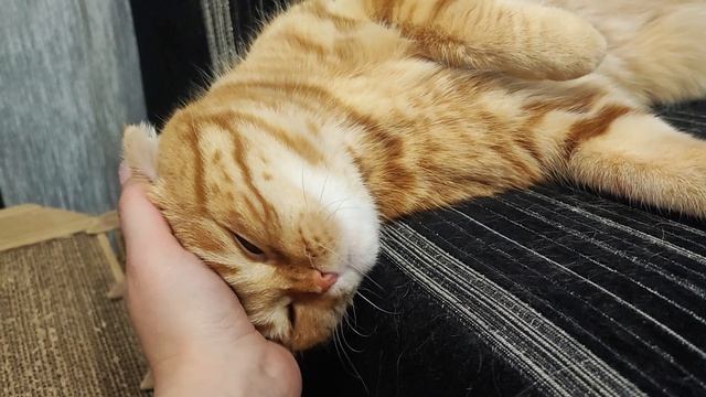 лентяйка и ниндзя смотреть онлайн