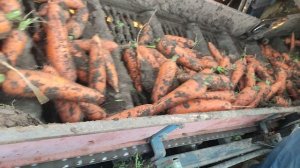 уборка моркови комбайном азалифт