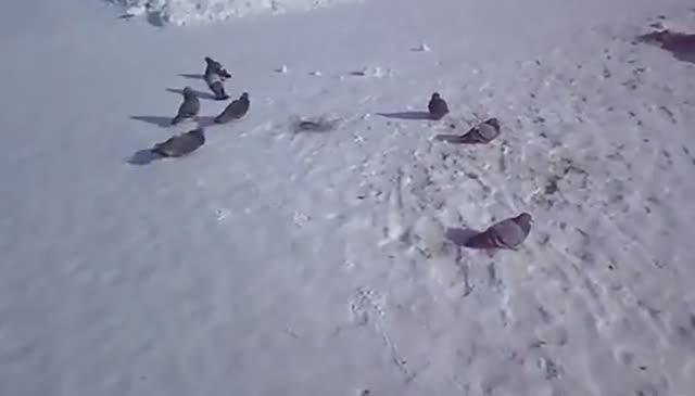 Голуби зимой