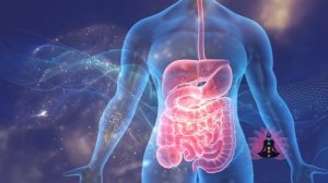 ЖКТ ЖЕЛУДОК КИШЕЧНИК