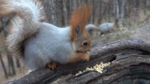 Белки. Коротка зарисовка