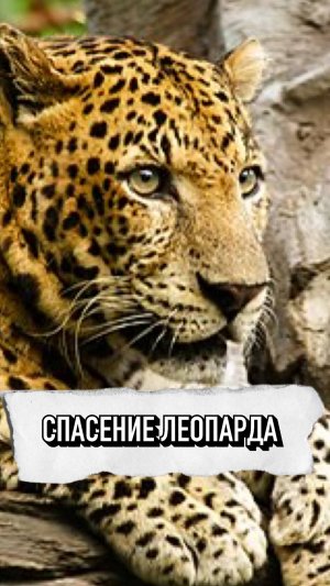 Люди Спасли Леопарда 🔥