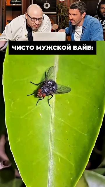 #юмор #приколы #реакция смотреть онлайн